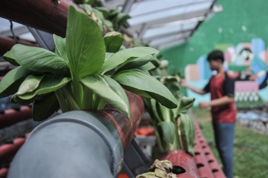 Budi Daya Sayuran Hidroponik Jadi Produk Ekonomis di Kebun Edukasi