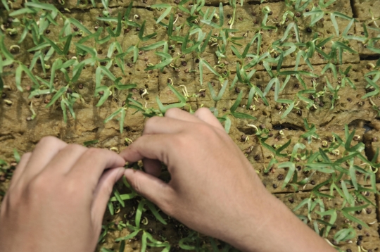 Budi Daya Sayuran Hidroponik Jadi Produk Ekonomis di Kebun Edukasi