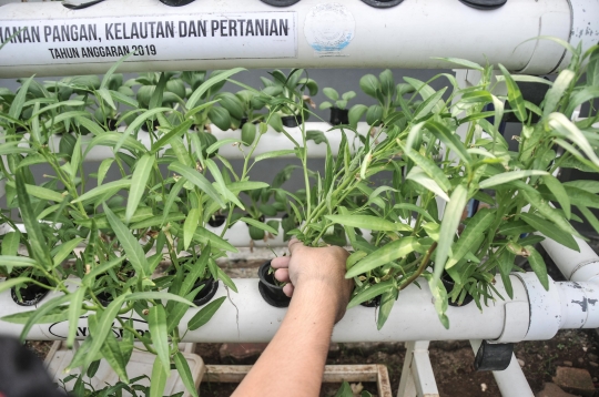 Budi Daya Sayuran Hidroponik Jadi Produk Ekonomis di Kebun Edukasi