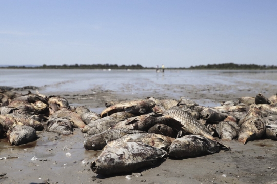 Ratusan Ikan di Danau Eropa Mati Akibat Gelombang Panas