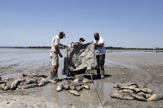 Ratusan Ikan di Danau Eropa Mati Akibat Gelombang Panas
