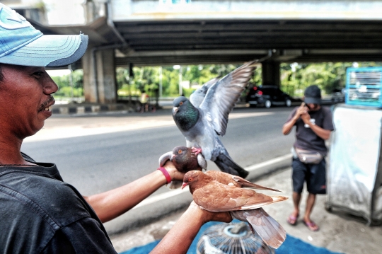 Meraup Untung dari Merpati Balap