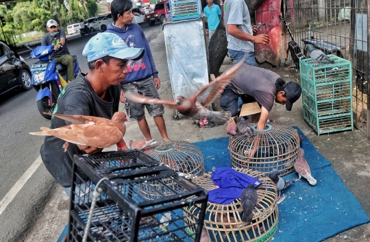 Meraup Untung dari Merpati Balap