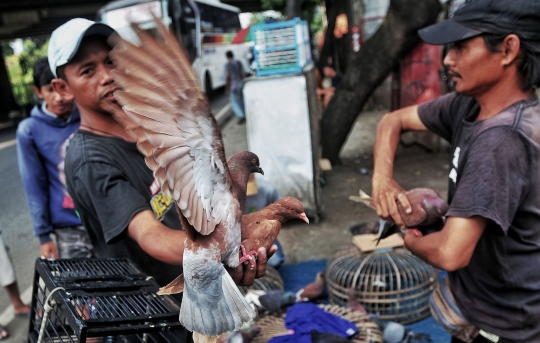 Meraup Untung dari Merpati Balap