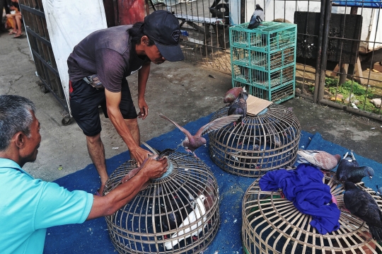 Meraup Untung dari Merpati Balap