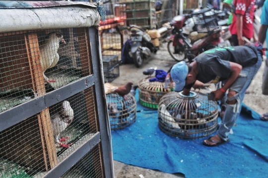 Meraup Untung dari Merpati Balap