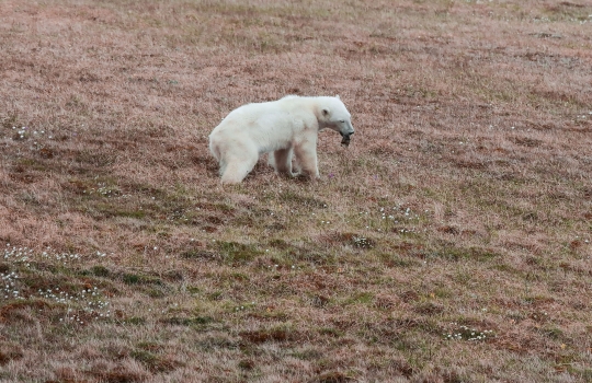Kasihan, Beruang Kutub Ini Lidahnya Tersangkut Sampah Kaleng
