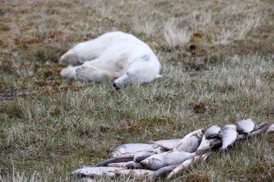 Kasihan, Beruang Kutub Ini Lidahnya Tersangkut Sampah Kaleng