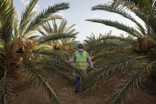 Menengok Kebun Kurma Ajwa, Kurma Terbaik Khas Madinah