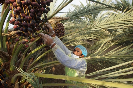 Menengok Kebun Kurma Ajwa, Kurma Terbaik Khas Madinah