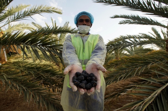 Menengok Kebun Kurma Ajwa, Kurma Terbaik Khas Madinah