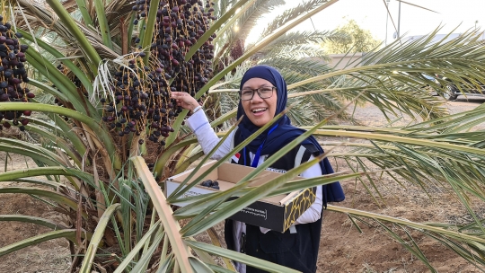 Menengok Kebun Kurma Ajwa, Kurma Terbaik Khas Madinah