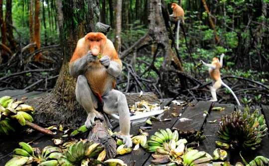 Mengunjungi Konservasi Bekantan di Kalimantan