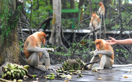 Mengunjungi Konservasi Bekantan di Kalimantan