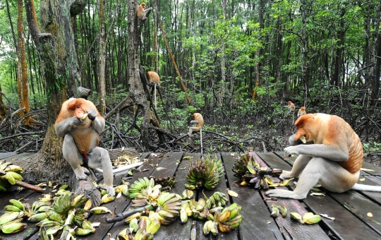 Mengunjungi Konservasi Bekantan di Kalimantan