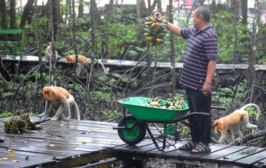 Mengunjungi Konservasi Bekantan di Kalimantan