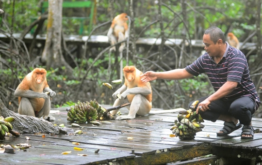 Mengunjungi Konservasi Bekantan di Kalimantan