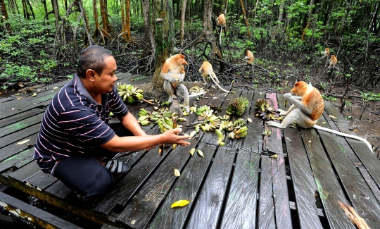 Mengunjungi Konservasi Bekantan di Kalimantan