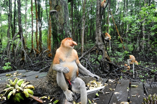 Mengunjungi Konservasi Bekantan di Kalimantan