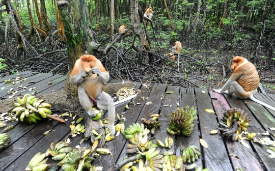 Mengunjungi Konservasi Bekantan di Kalimantan