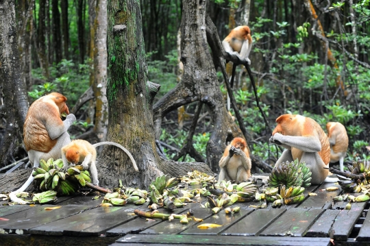 Mengunjungi Konservasi Bekantan di Kalimantan