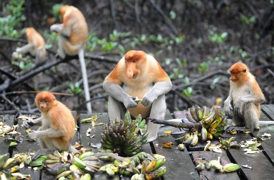 Mengunjungi Konservasi Bekantan di Kalimantan