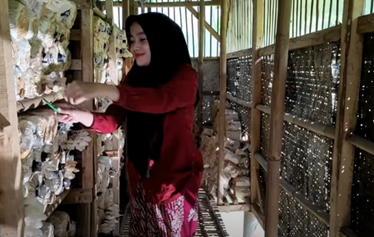 Potret Gadis Desa yang Cantik Budidaya Jamur Tiram, Netizen 'Patut dicontoh'