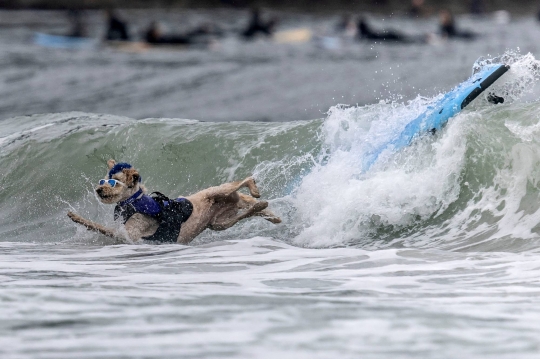 Aksi Anjing-Anjing Peselancar di Kejuaraan Dunia