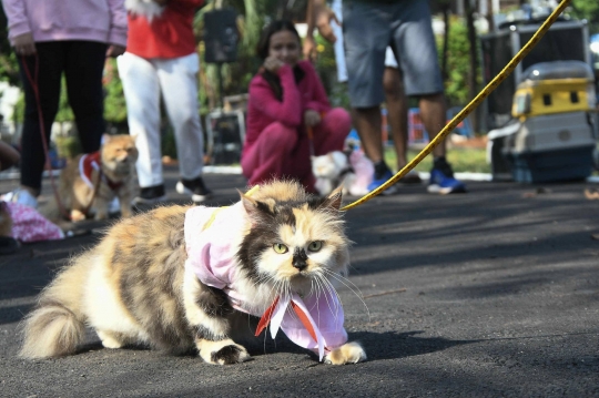 Yang Lucu dan Menggemaskan di Fashion Show Kucing Rumahan Duren Sawit