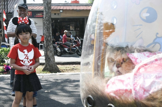 Yang Lucu dan Menggemaskan di Fashion Show Kucing Rumahan Duren Sawit