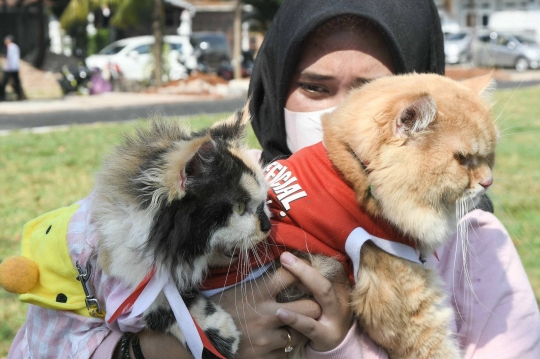 Yang Lucu dan Menggemaskan di Fashion Show Kucing Rumahan Duren Sawit