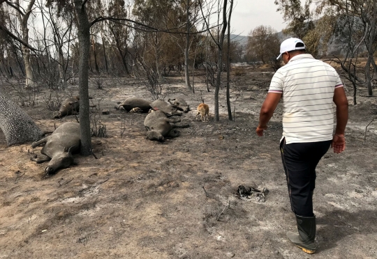 Potret Tragis Kebakaran Hutan di Aljazair yang Tewaskan 37 Orang