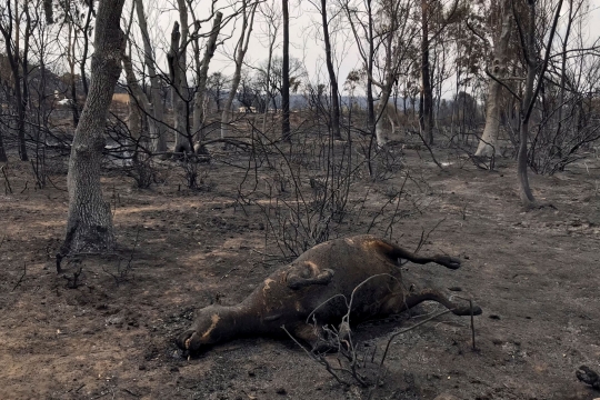 Potret Tragis Kebakaran Hutan di Aljazair yang Tewaskan 37 Orang