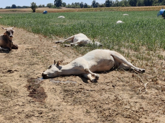 Puluhan Sapi di Italia Mati Keracunan Akibat Kekeringan