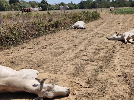 Puluhan Sapi di Italia Mati Keracunan Akibat Kekeringan