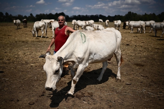 Puluhan Sapi di Italia Mati Keracunan Akibat Kekeringan