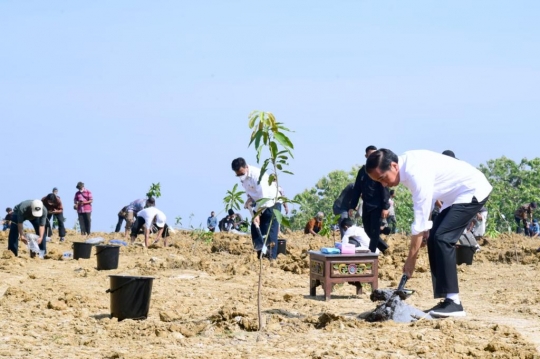 Presiden Jokowi Luncurkan Lumbung Pangan Berbasis Mangga di Gresik