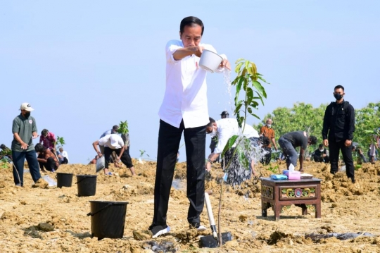 Presiden Jokowi Luncurkan Lumbung Pangan Berbasis Mangga di Gresik