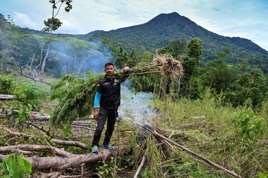 Pemusnahan 95 Ribu Batang Ganja di Lereng Gunung Aceh