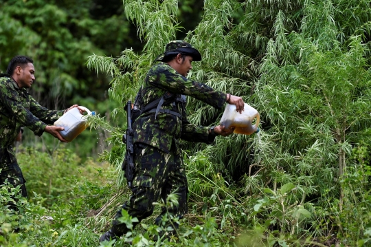 Pemusnahan 95 Ribu Batang Ganja di Lereng Gunung Aceh