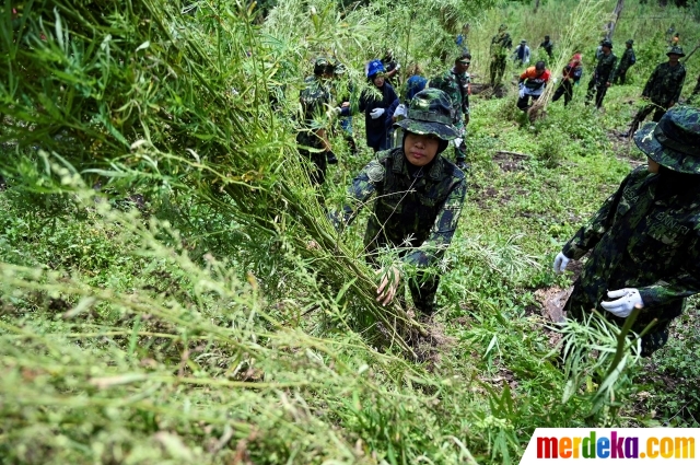 Petugas Badan Narkotika Nasional (BNN) mengumpulkan tanaman ganja untuk dimusnahkan di jalur hutan di lereng Gunung Seulawah, Lamteuba, Seulimeum, Aceh Besar, Senin (22/8/2022). Dalam operasi tersebut BNN Provinsi Aceh memusnahkan 95 ribu batang ganja yang ditanam di lahan seluas 4,5 hektare.