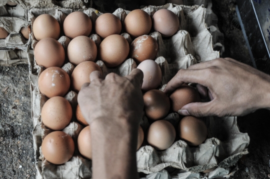 Harga Telur Ayam Terus Meroket