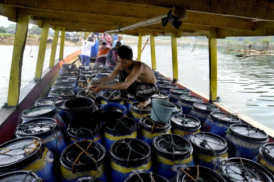 Jerit Petani Ikan di Waduk Cirata Cianjur karena Kenaikan Harga Pakan