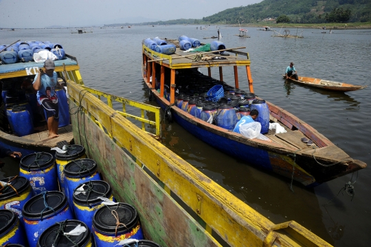 Jerit Petani Ikan di Waduk Cirata Cianjur karena Kenaikan Harga Pakan