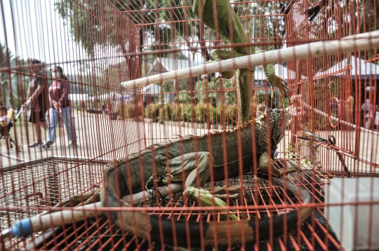 Mengunjungi Festival Flora dan Fauna di Lapangan Banteng