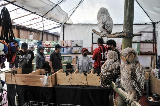 Mengunjungi Festival Flora dan Fauna di Lapangan Banteng