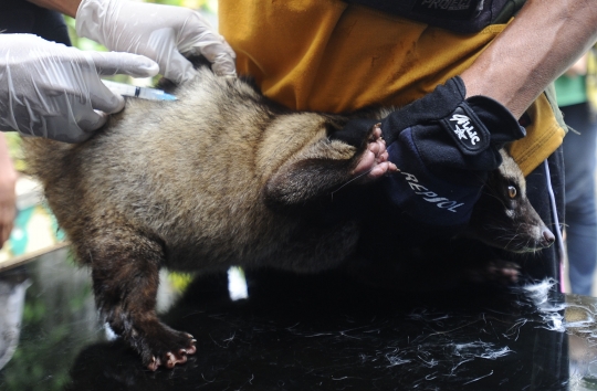 Kucing, Musang hingga Monyet Antre Vaksinasi Rabies Gratis