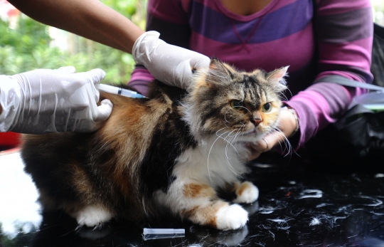 Kucing, Musang hingga Monyet Antre Vaksinasi Rabies Gratis