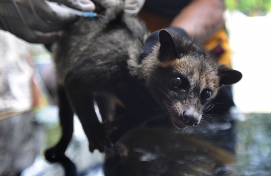 Kucing, Musang hingga Monyet Antre Vaksinasi Rabies Gratis