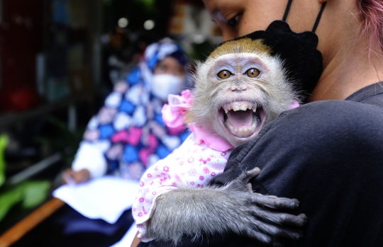 Kucing, Musang hingga Monyet Antre Vaksinasi Rabies Gratis